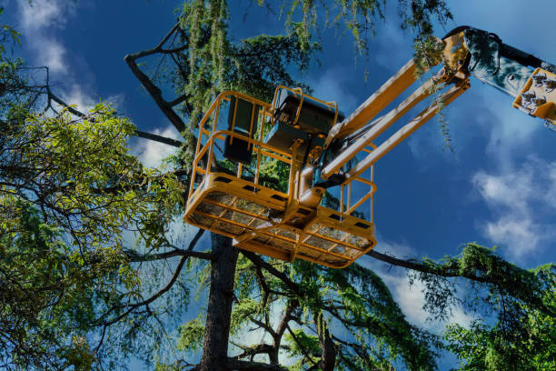 Best Arborist Consultation Services  in Attica, MI